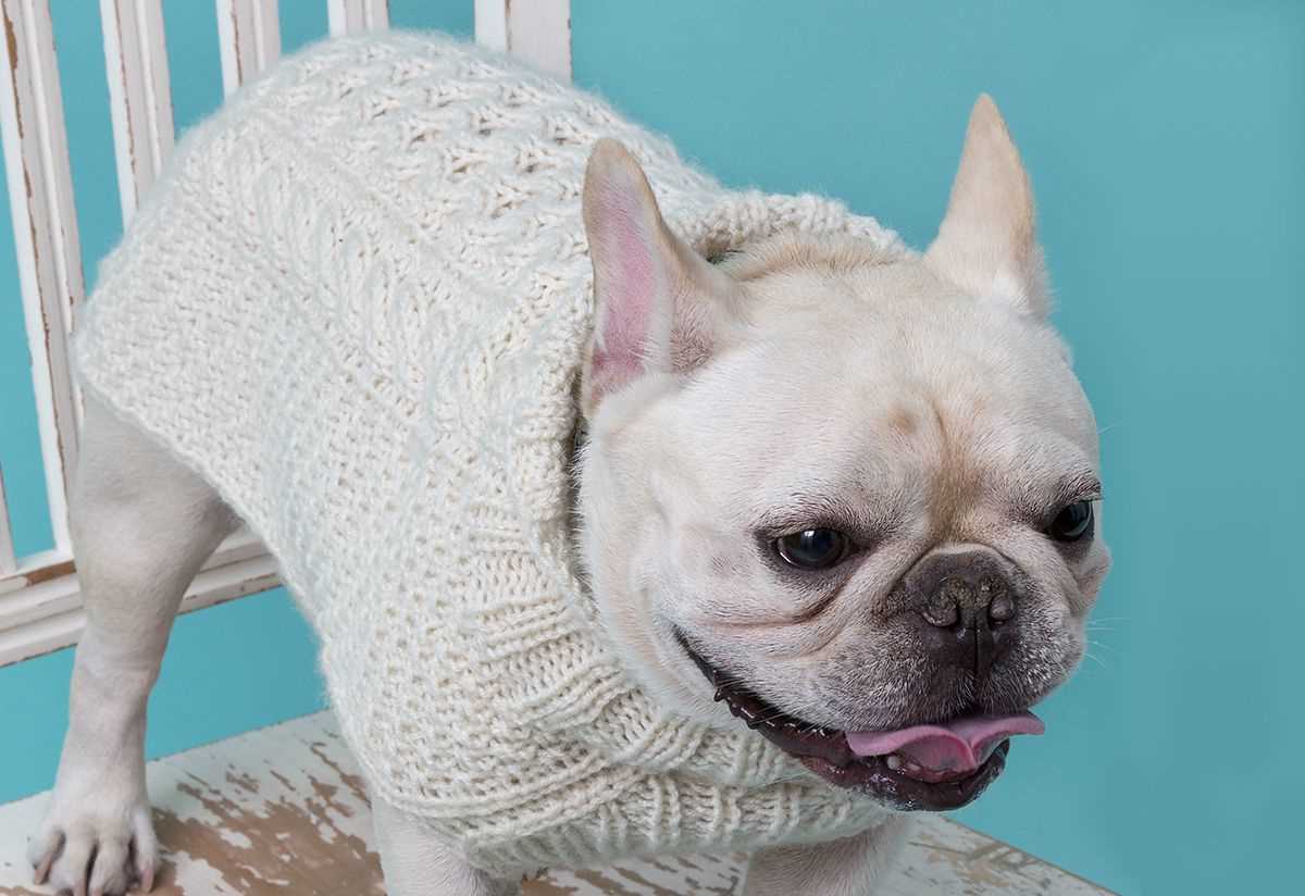 Easy to knit dog sweater free pattern