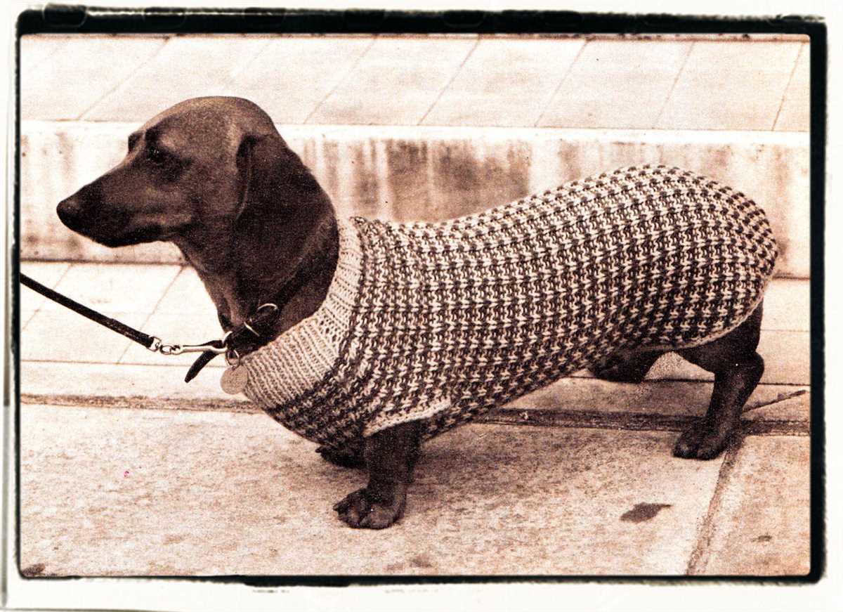 Battersea dog coat knitting pattern