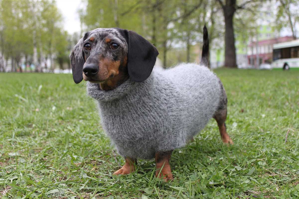 Knitting pattern dachshund sweater