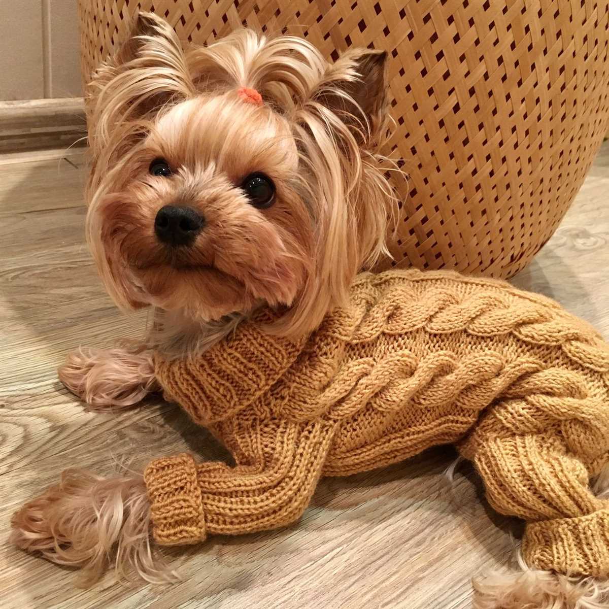 Knit pattern dog sweater