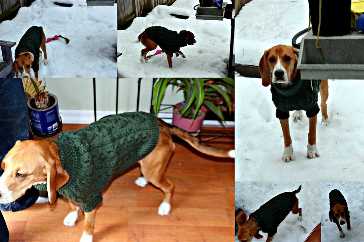 Flat knit dog sweater free pattern