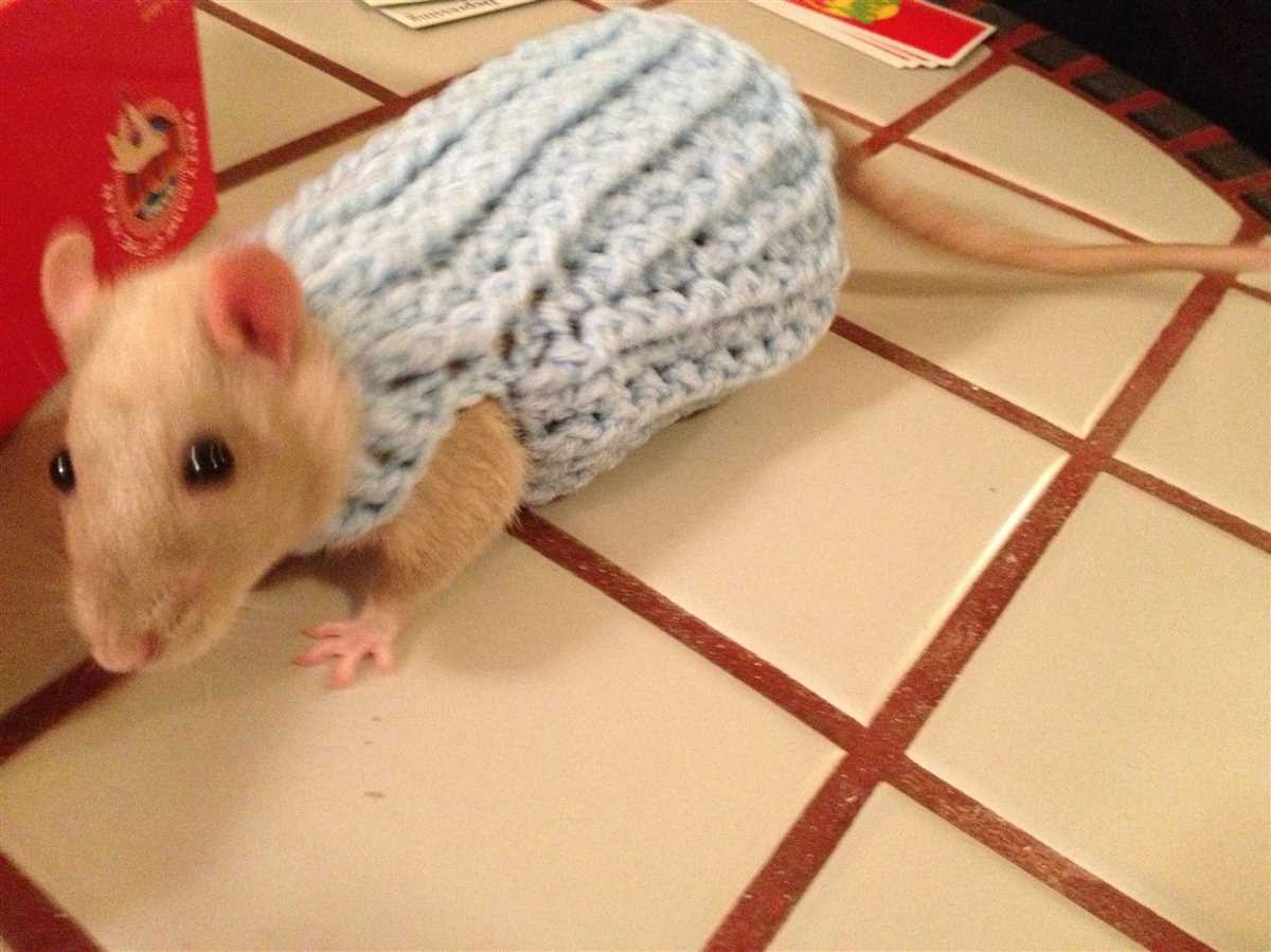 Hamster sweater knitting pattern