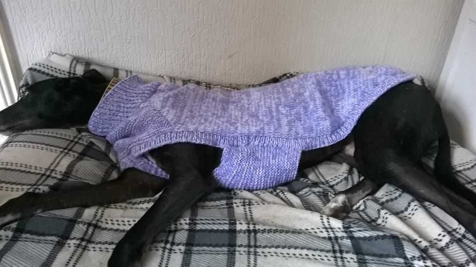 Free dog coat knitting pattern uk