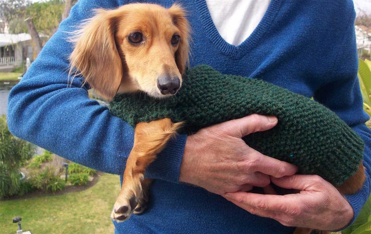 Free knitting pattern for dachshund jumper