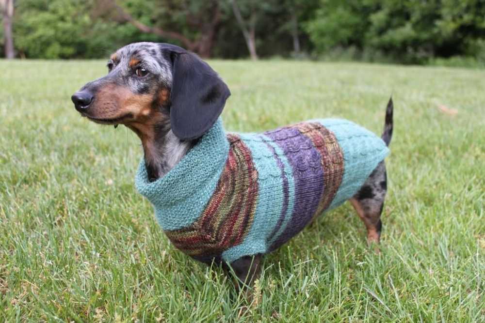 Free knitting pattern for dachshund jumper