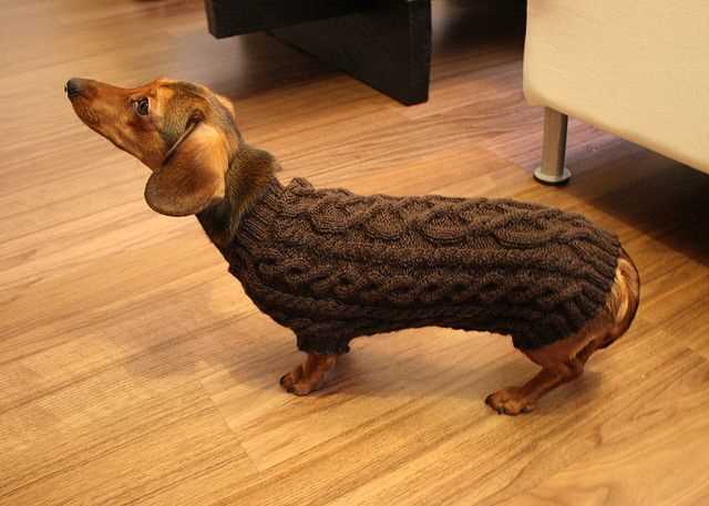 Cozy your dachshund up with this adorable free knitting pattern Free knitting pattern for dachshund jumper
