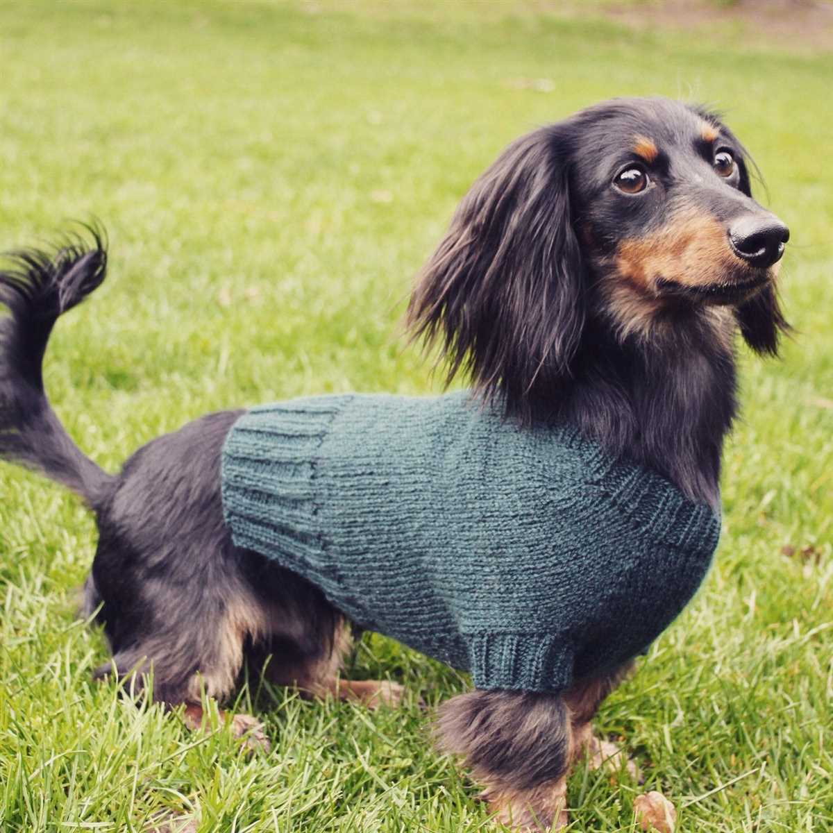Knitting pattern dachshund sweater