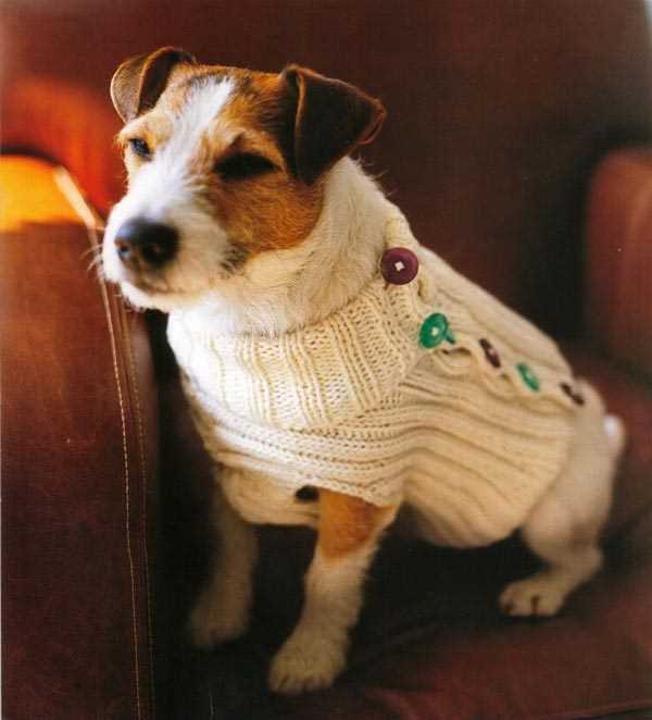 Free knitting patterns for chihuahua dogs