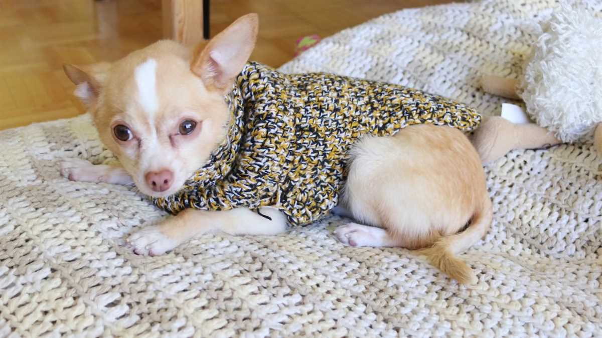 Flat knit dog sweater free pattern