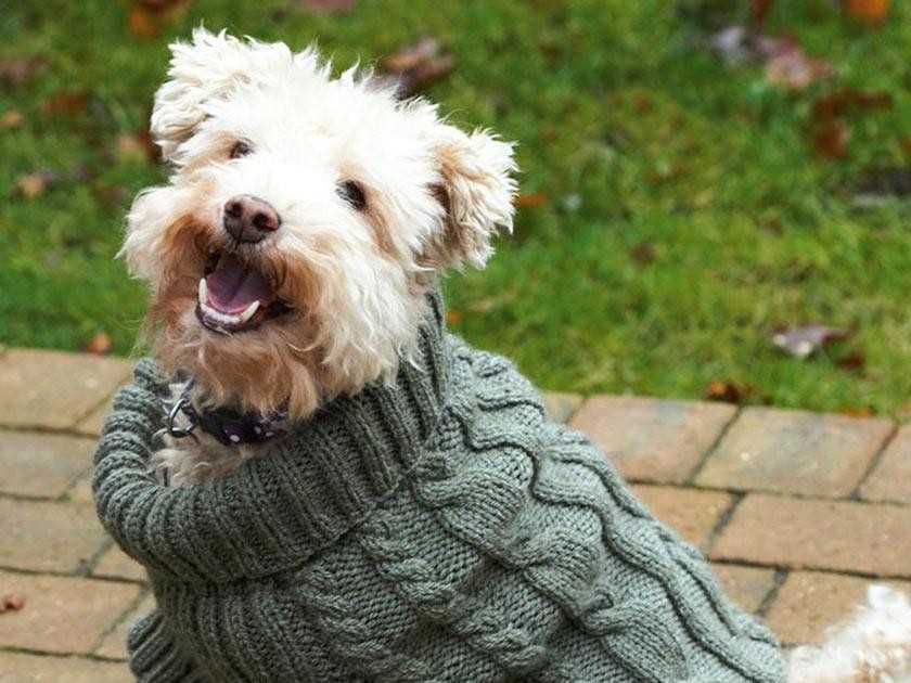 Xs dog sweater knitting pattern