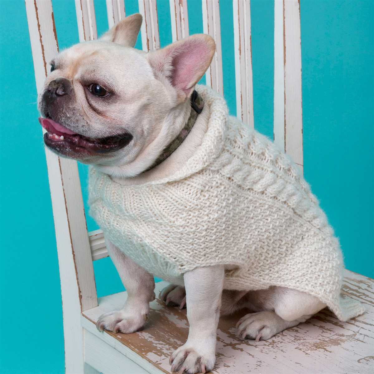 Easy pattern for knitted dog sweater