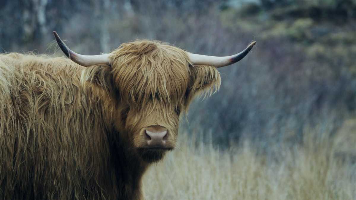 Highland cow chocolate orange cover knitting pattern
