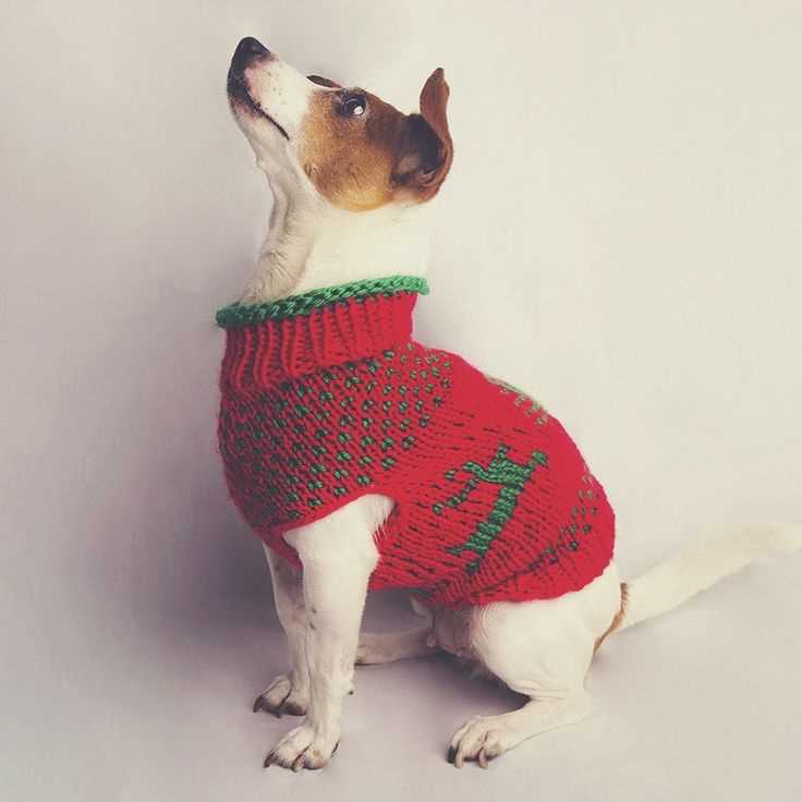 Knitting pattern for dog christmas jumper