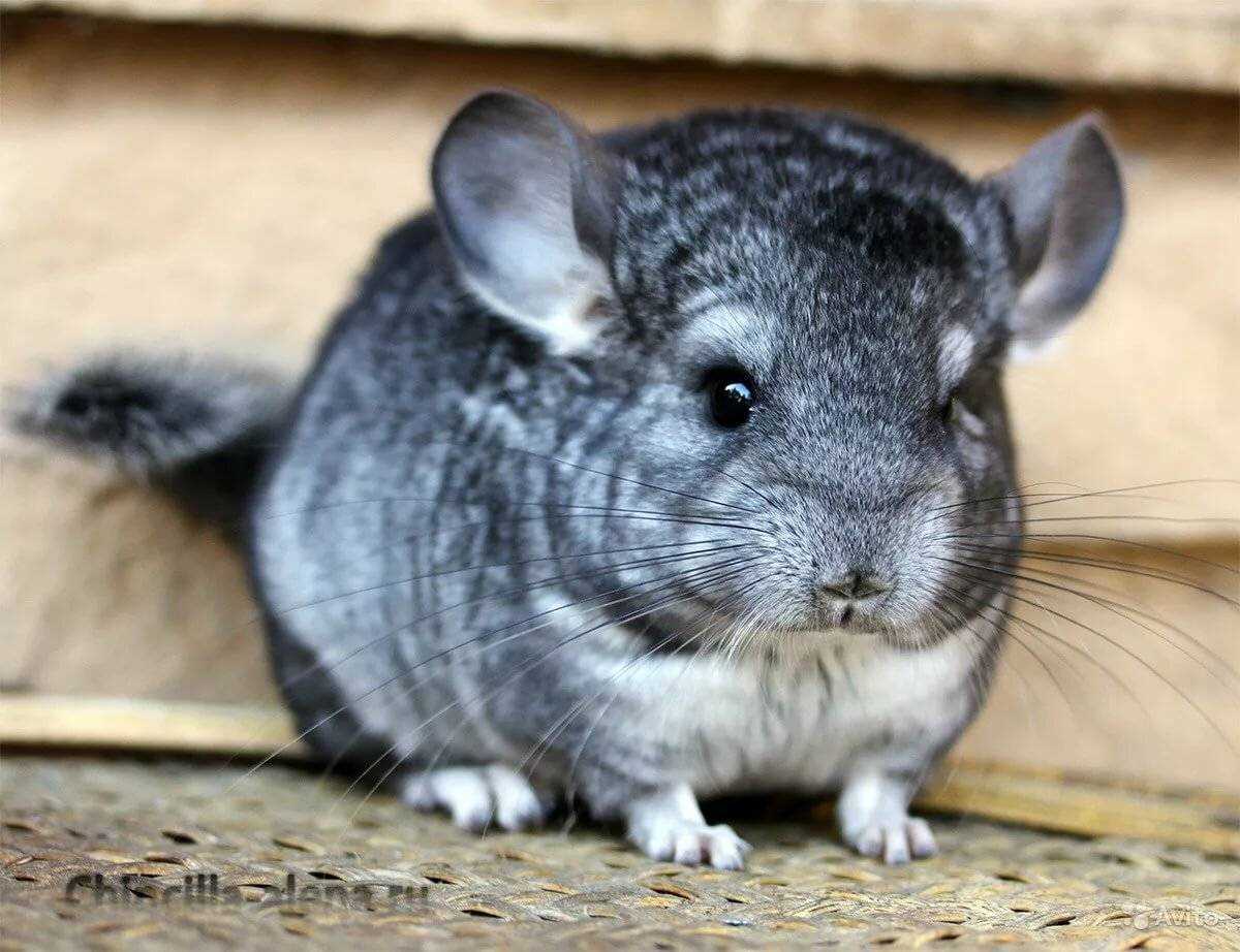 Chinchilla knitting pattern