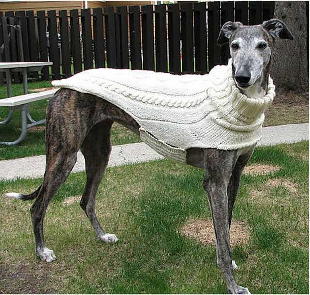 Greyhound knitting pattern coat