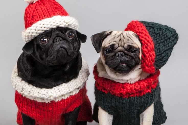 Christmas knitting patterns for dogs