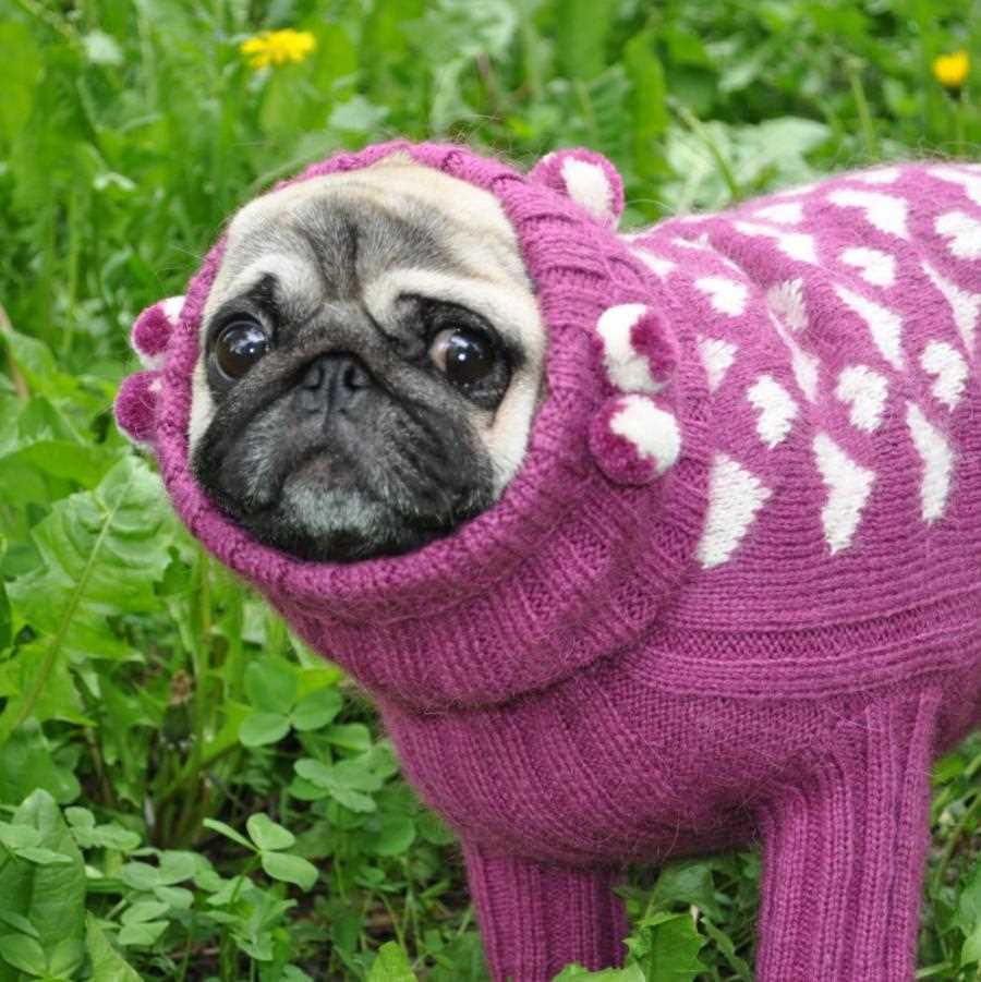 Pug sweater knitting pattern