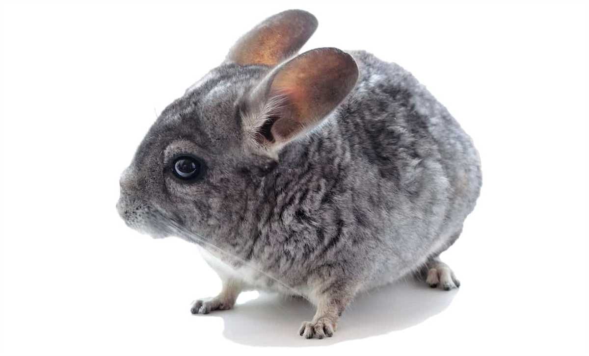 Chinchilla knitting pattern