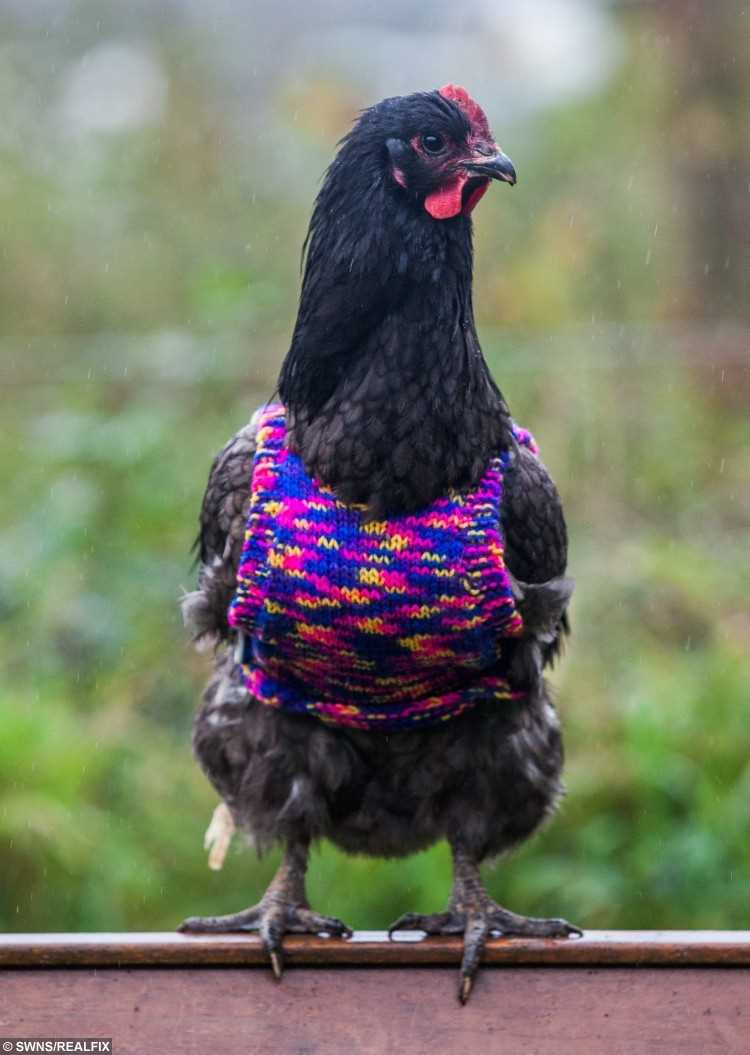 Jumpers for chickens knitting pattern