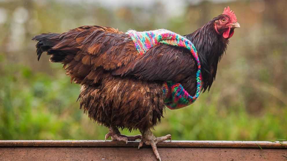 Jumpers for chickens knitting pattern