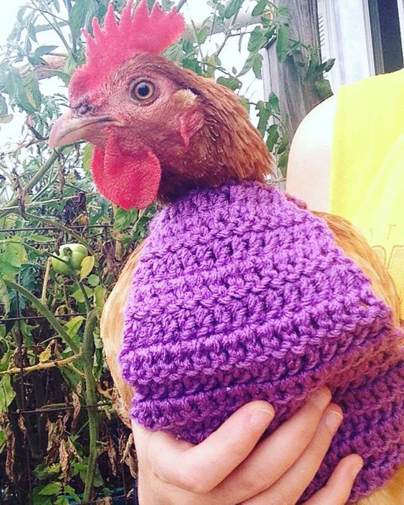 Jumpers for chickens knitting pattern