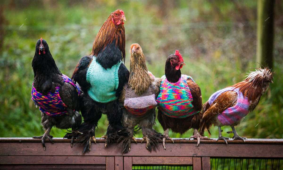 Knitting Patterns for Chicken Sweaters Jumpers for chickens knitting pattern