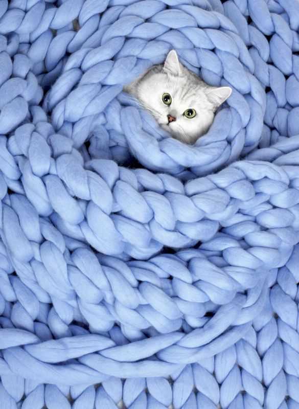 Kitten blanket knitting pattern