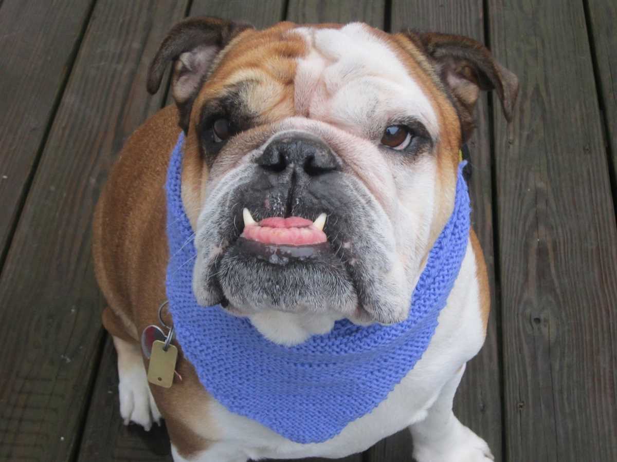 Knitted bandana pattern for dogs