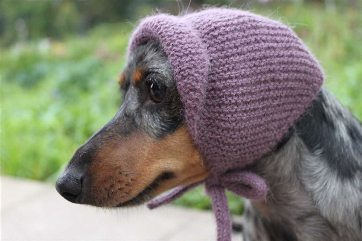 Knitted hats for dogs free pattern