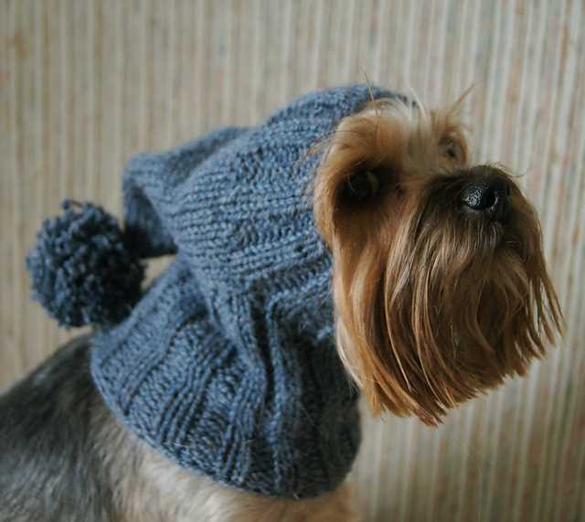 Knitted hats for dogs free pattern