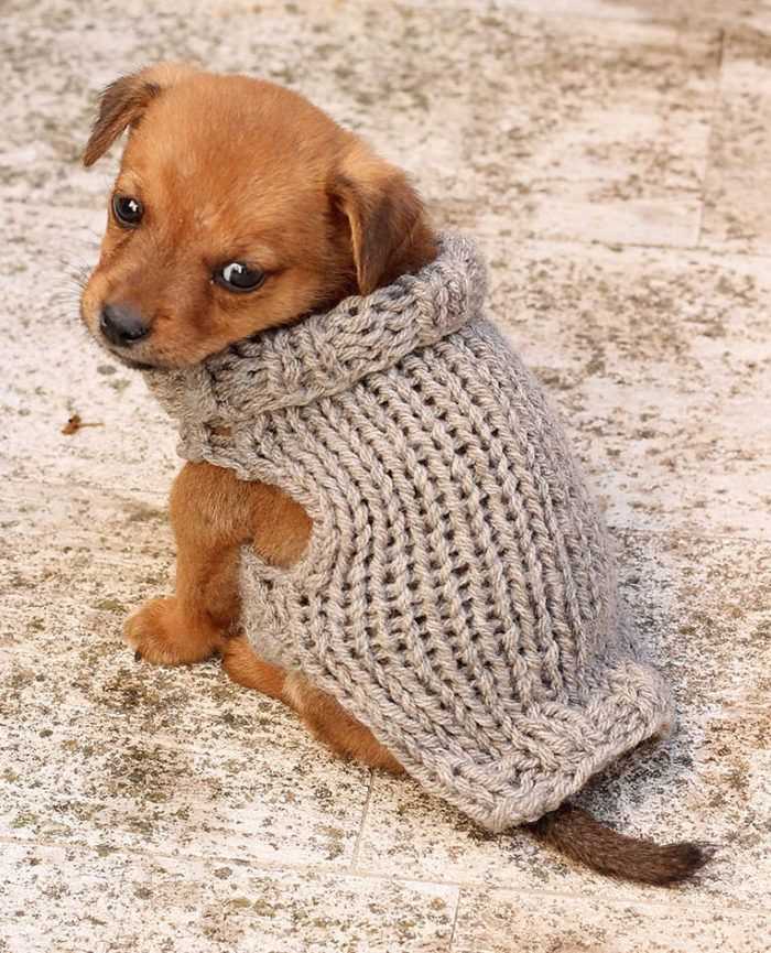 Knitted puppy sweater pattern