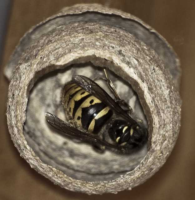 Knitted wasp nest pattern