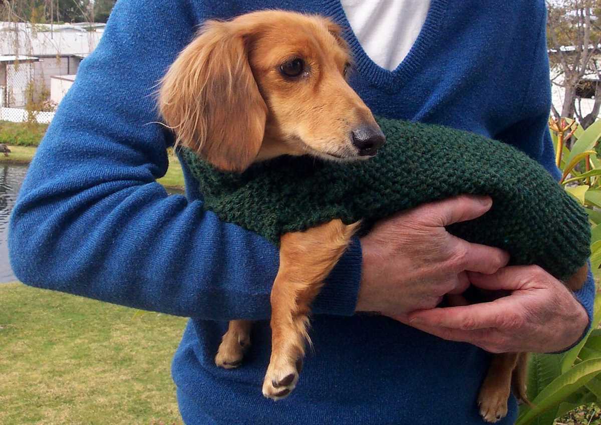 Knitting pattern dachshund sweater