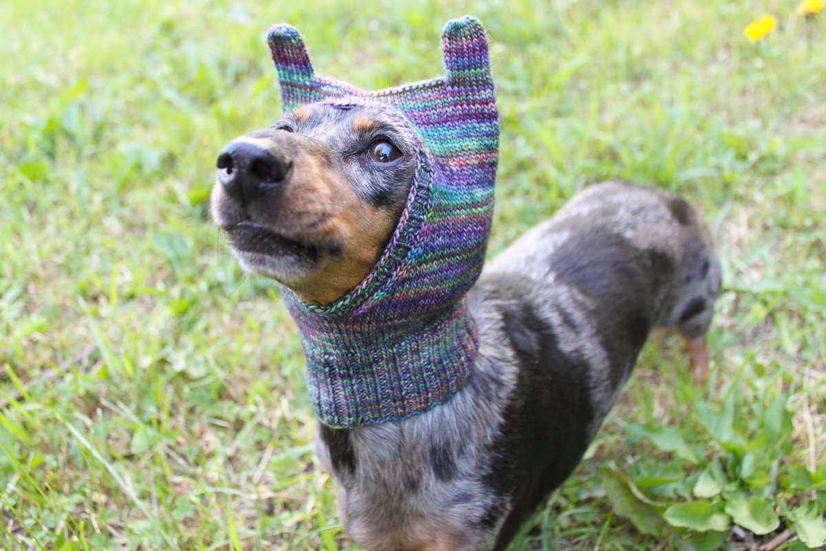 Knitting pattern dachshund sweater