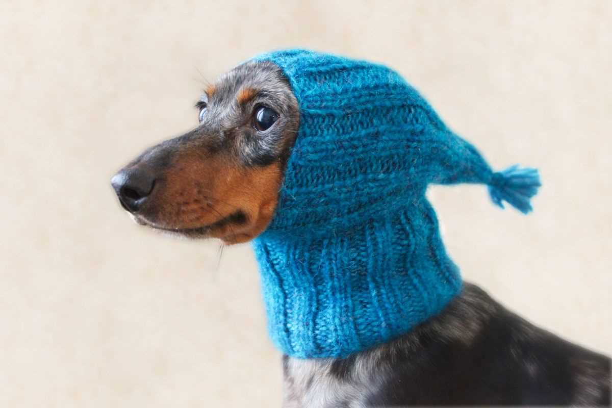 Knitting pattern dog hat
