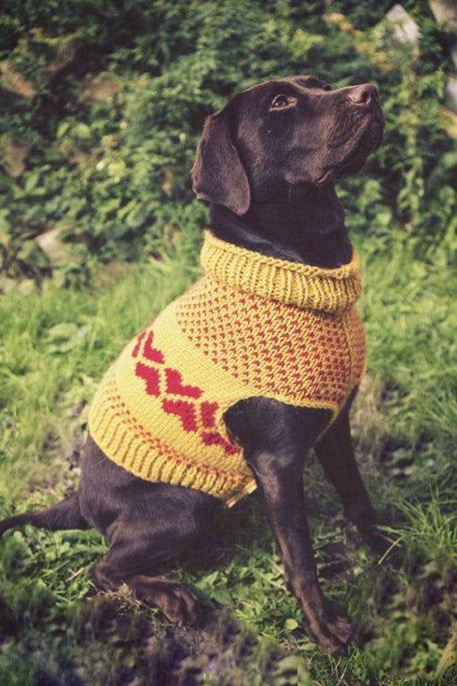 Knitting pattern for dog christmas jumper