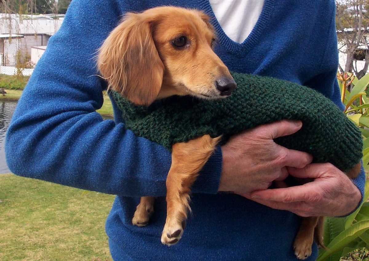 Mini dachshund sweater knitting pattern free