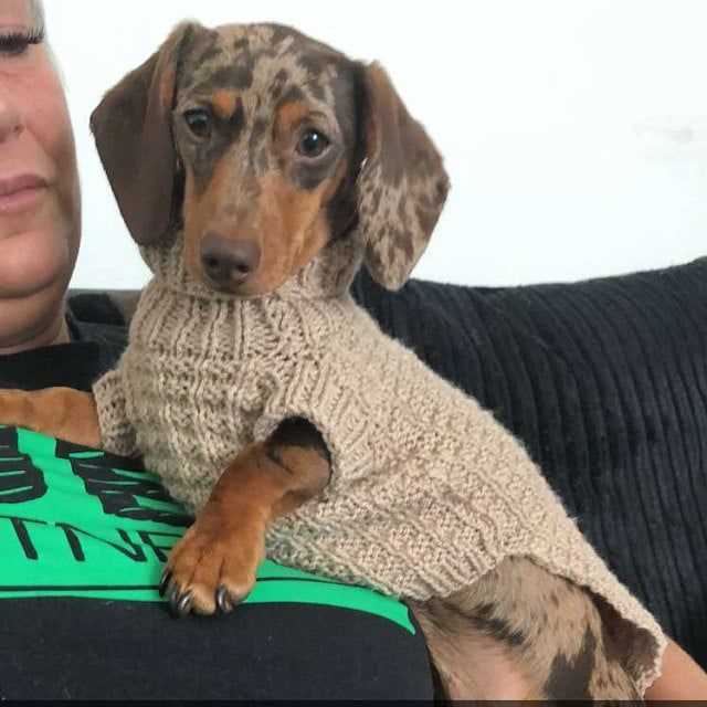 Mini dachshund sweater knitting pattern free