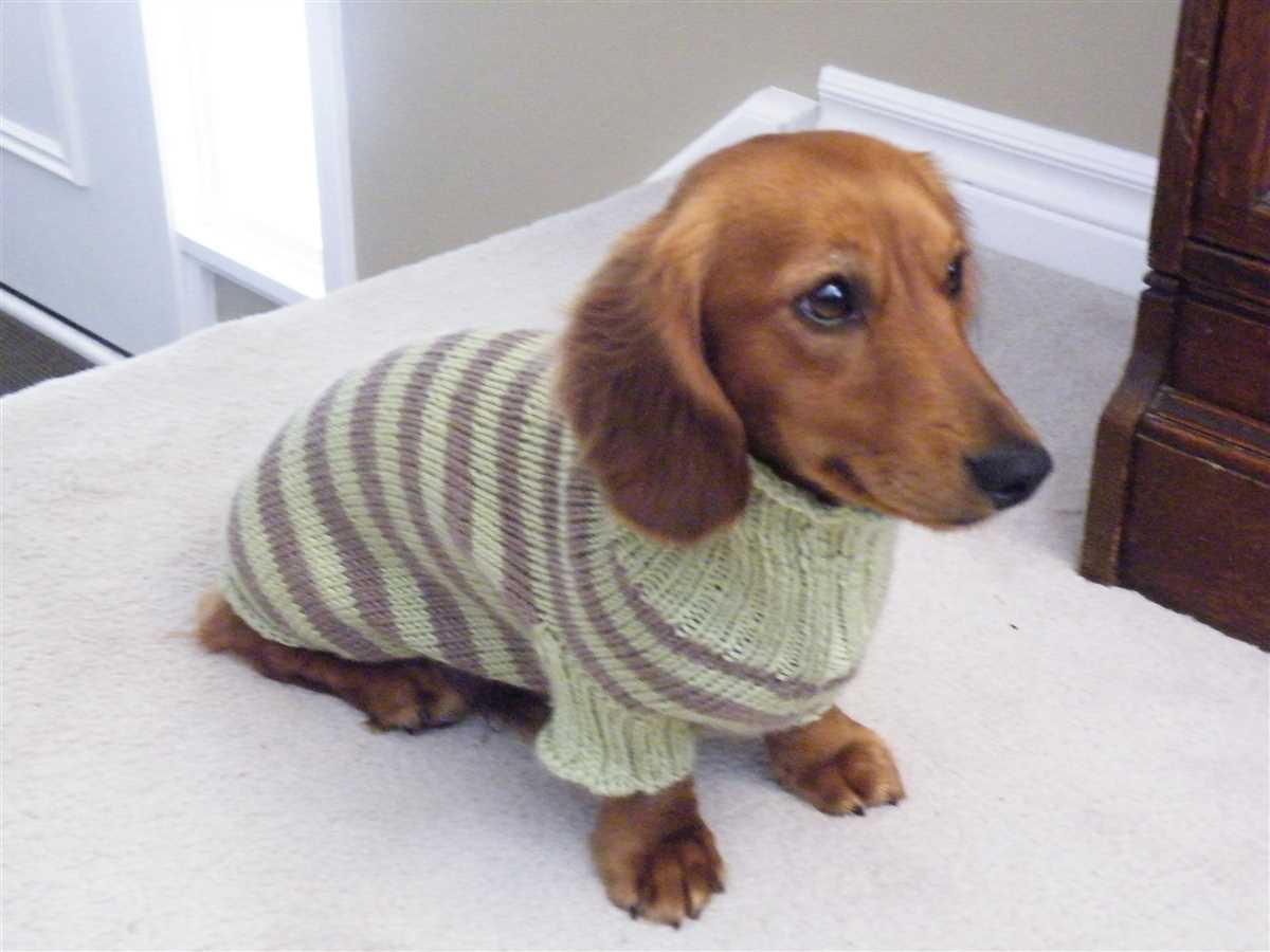 Mini dachshund sweater knitting pattern free