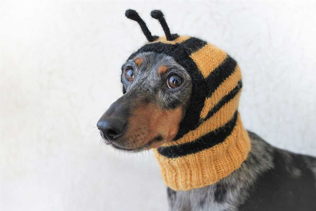 Knitting pattern dog hat