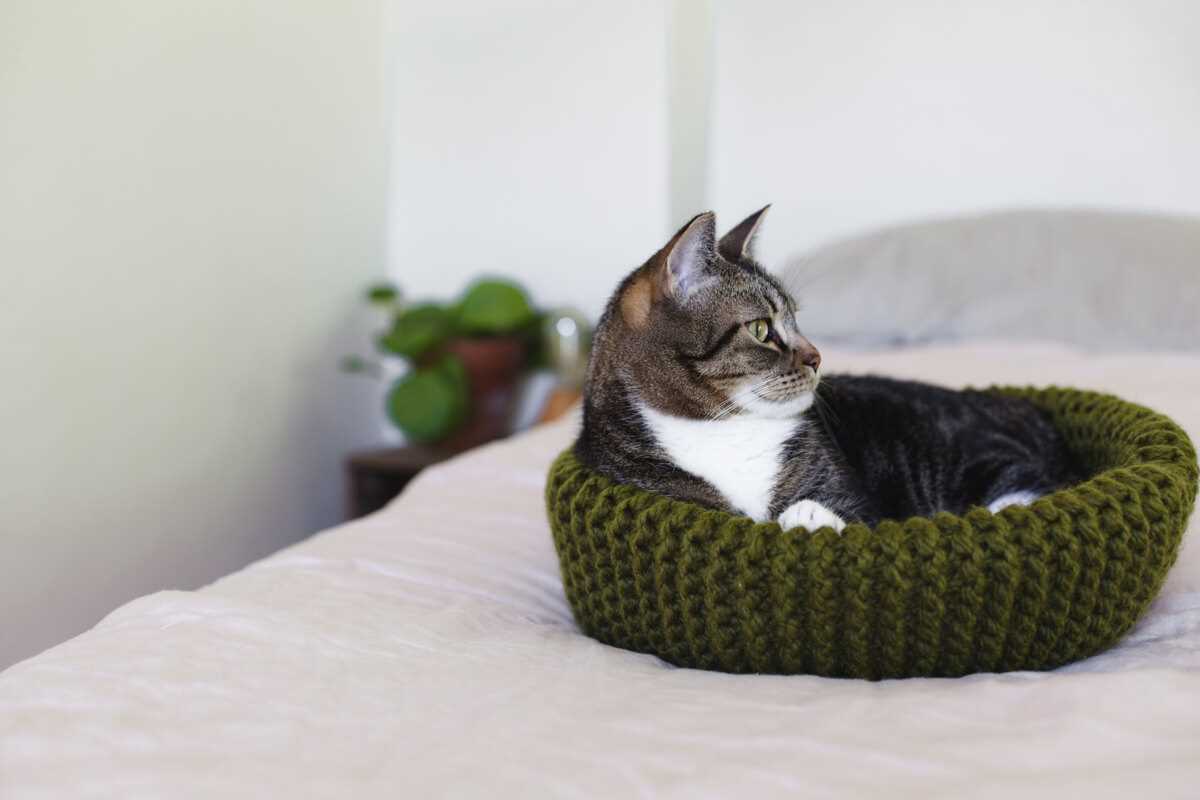 Knit your own cat pattern