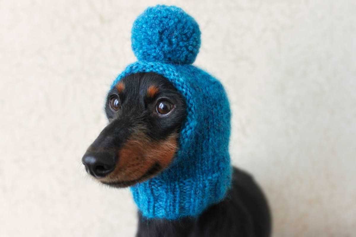 Small dog hat knitting pattern