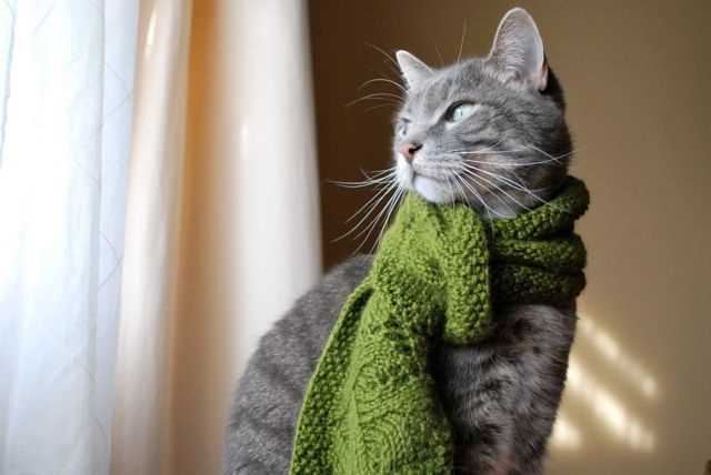 Knitting pattern cat scarf