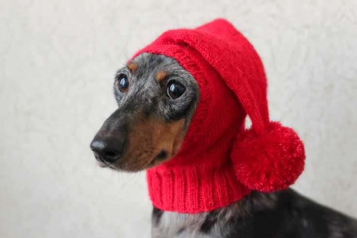 Knitting pattern dog hat