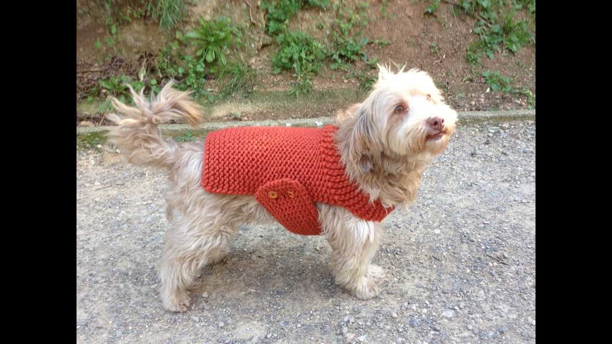 Knitting patterns free for dogs