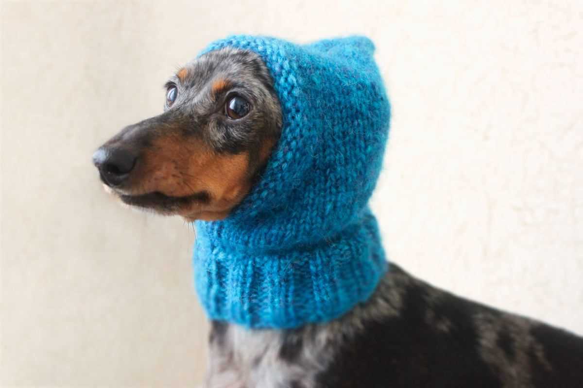Knitting pattern dog hat