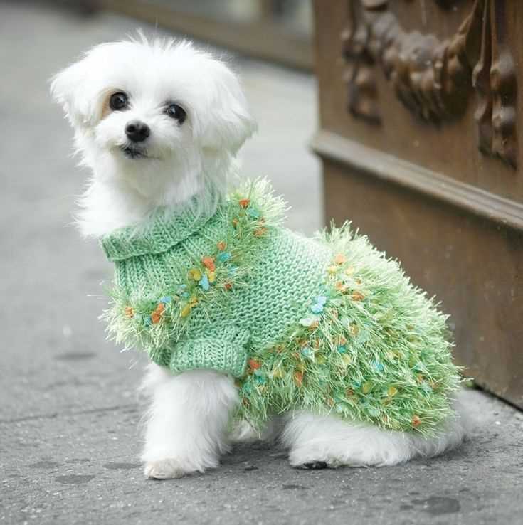 Knitting patterns for small dog sweaters