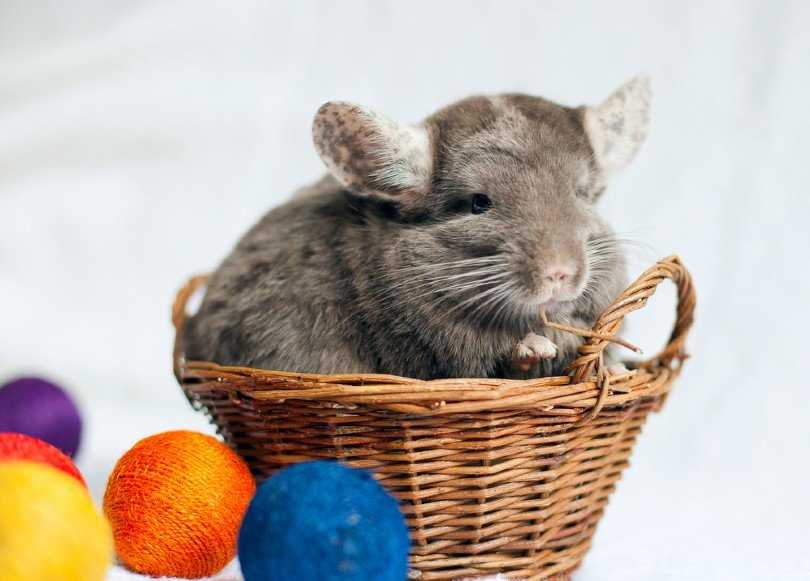 Chinchilla knitting pattern