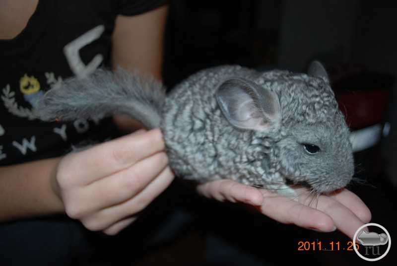 Chinchilla knitting pattern