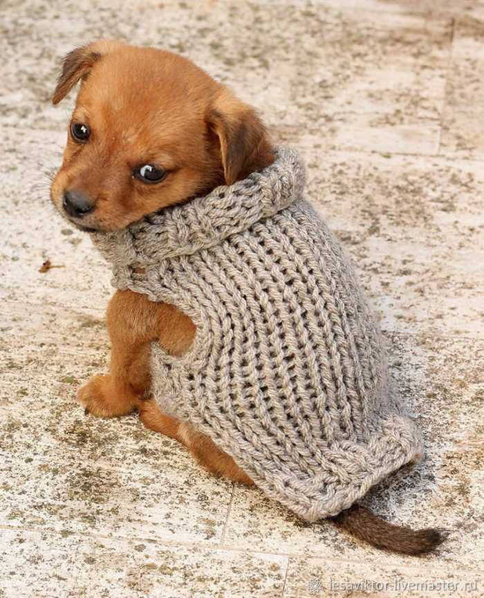 Dog sweater pattern knit